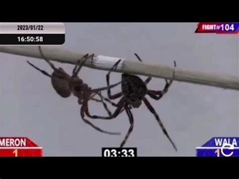 sabong international spider|SABONG International Spider Red Spider VS Grey Spider FIGHT .